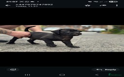 Cane Corso dogs for sale: Last 3 of the 10 cane cane corso puppys left  - Image 18
