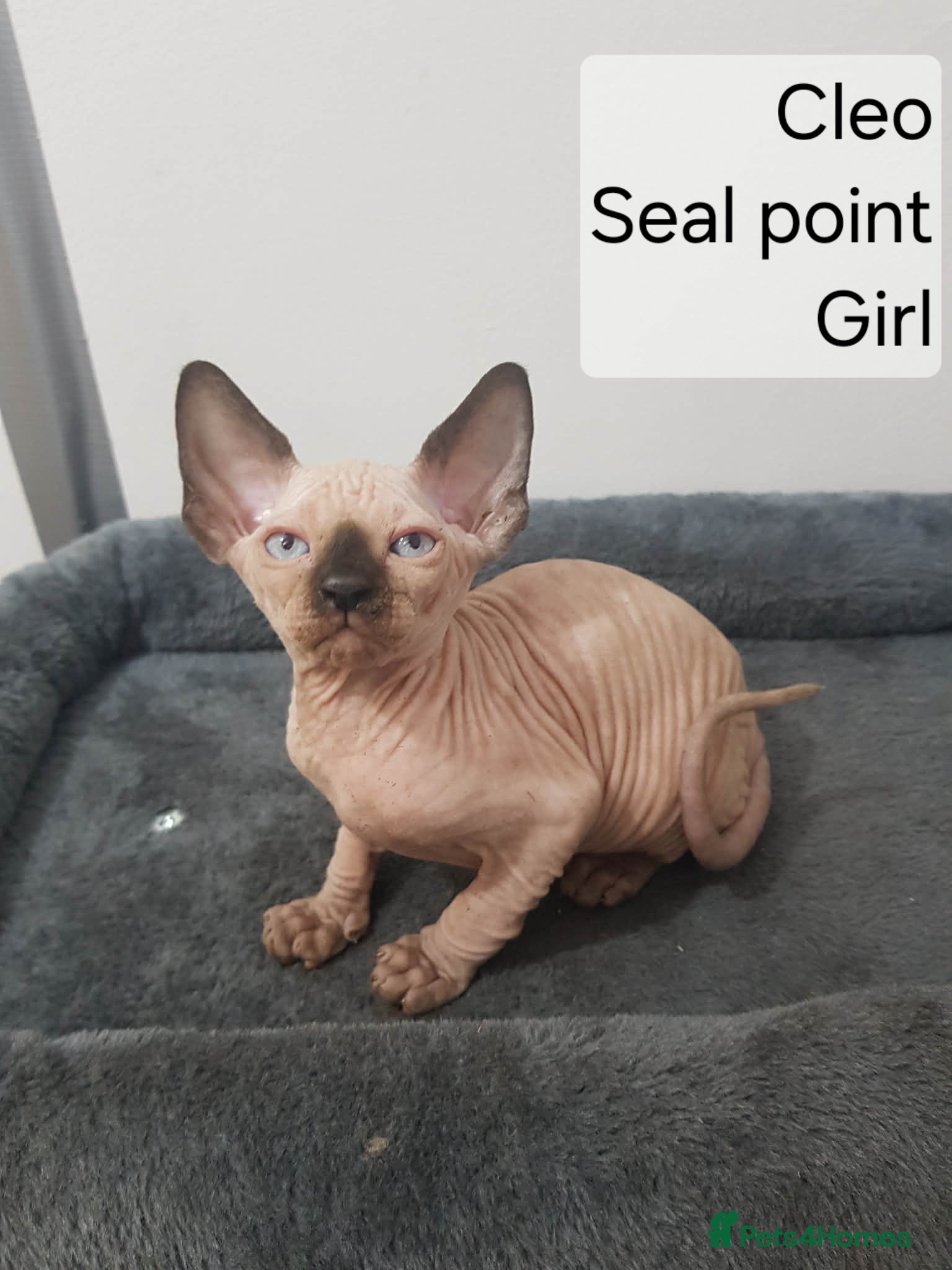 Sphynx cats READY NOW Quality Tica candian sphynx kittens - Advert 2