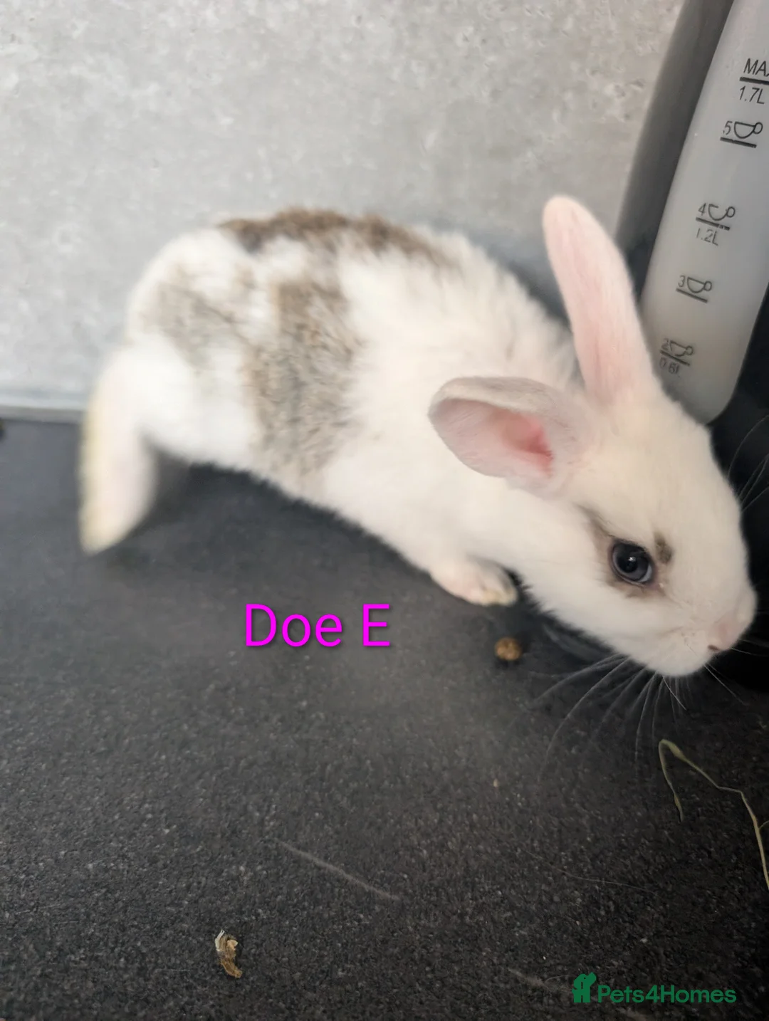 Mixed Breed rabbits for sale: Baby bunnies in Llanelli - Advert 10