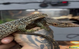 Monitor reptiles for sale: Pair of peacock monitors - Image 4