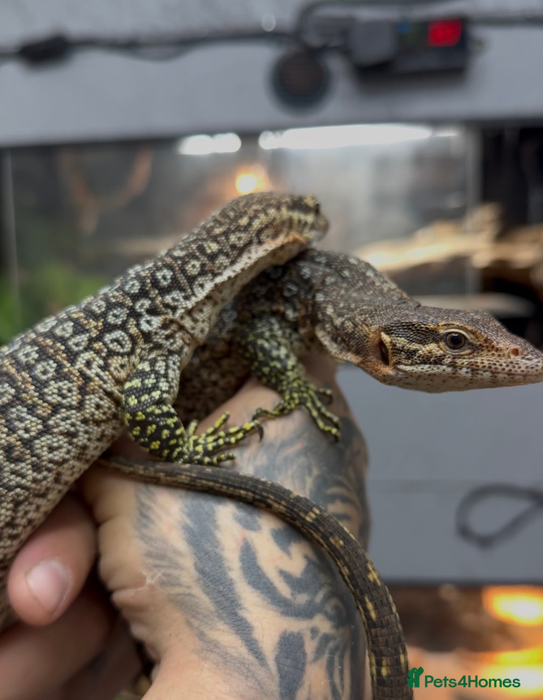 Monitor reptiles for sale: Pair of peacock monitors - Image 4
