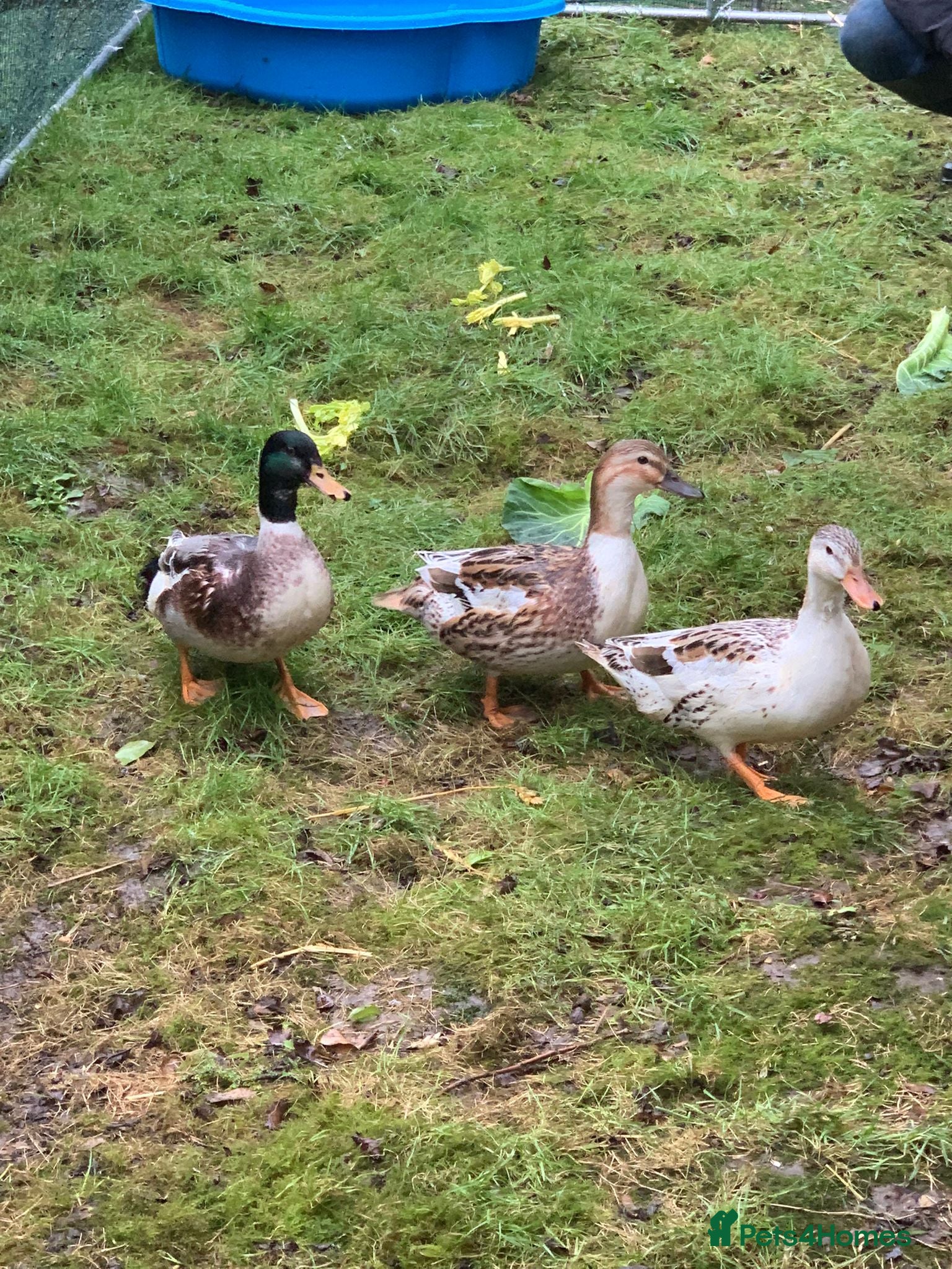 Ducks poultry Miniature Silver Appleyard hatching eggs for sale - Advert 4