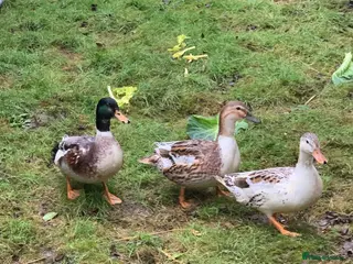 Ducks poultry Miniature Silver Appleyard hatching eggs for sale - Advert 1