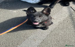 German Shepherd dogs for sale: GERMAN SHEPHERD BOY 6 MONTHS OLD IN SCARBOROUGH  - Image 6
