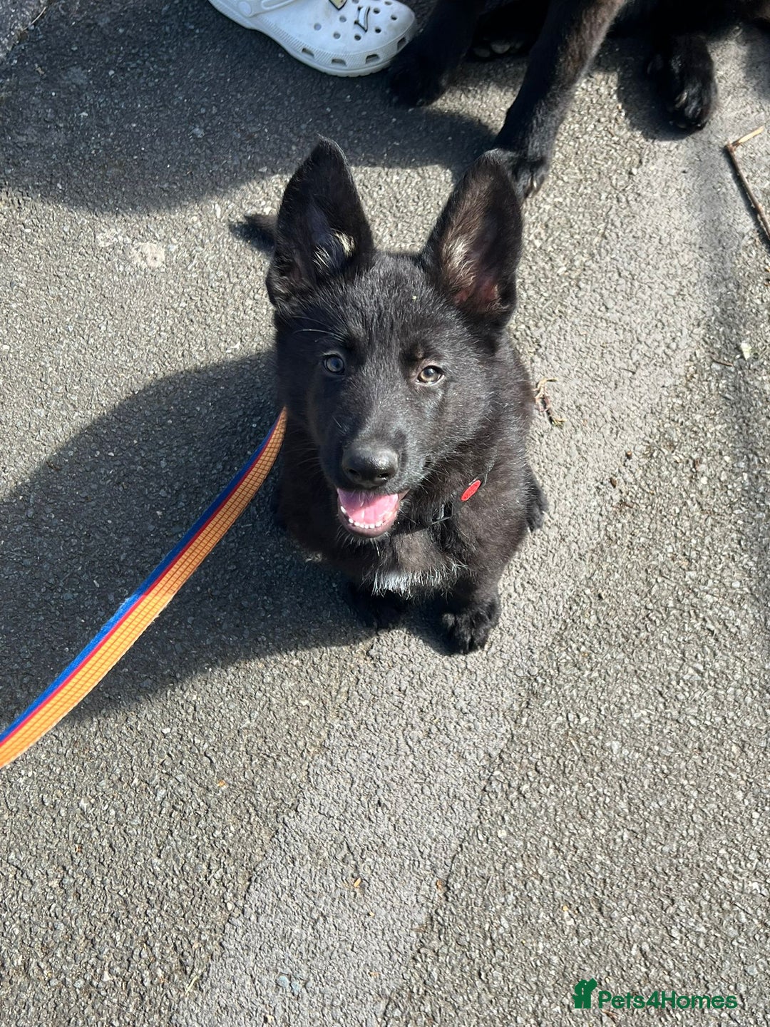 German Shepherd dogs for sale: GERMAN SHEPHERD BOY 6 MONTHS OLD IN SCARBOROUGH  - Image 6