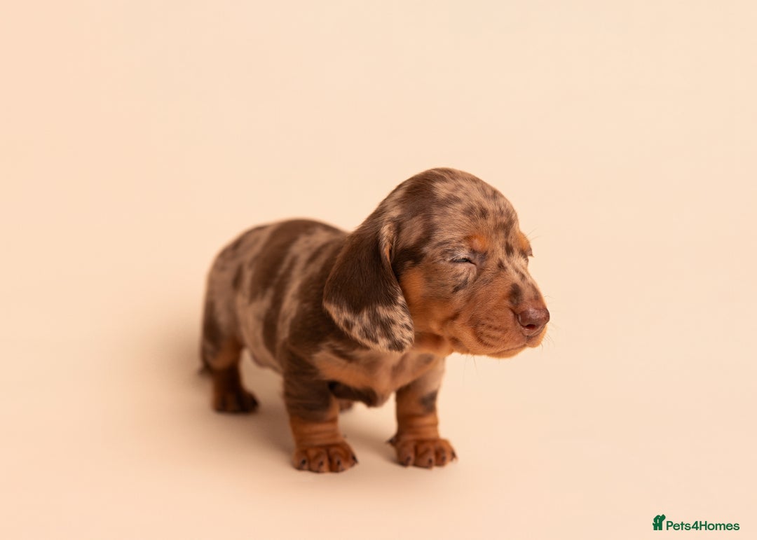 Miniature Dachshund dogs for sale: 🏆Champion KC Mini Dachshunds 0.4% COI 👌🏻 - Image 6