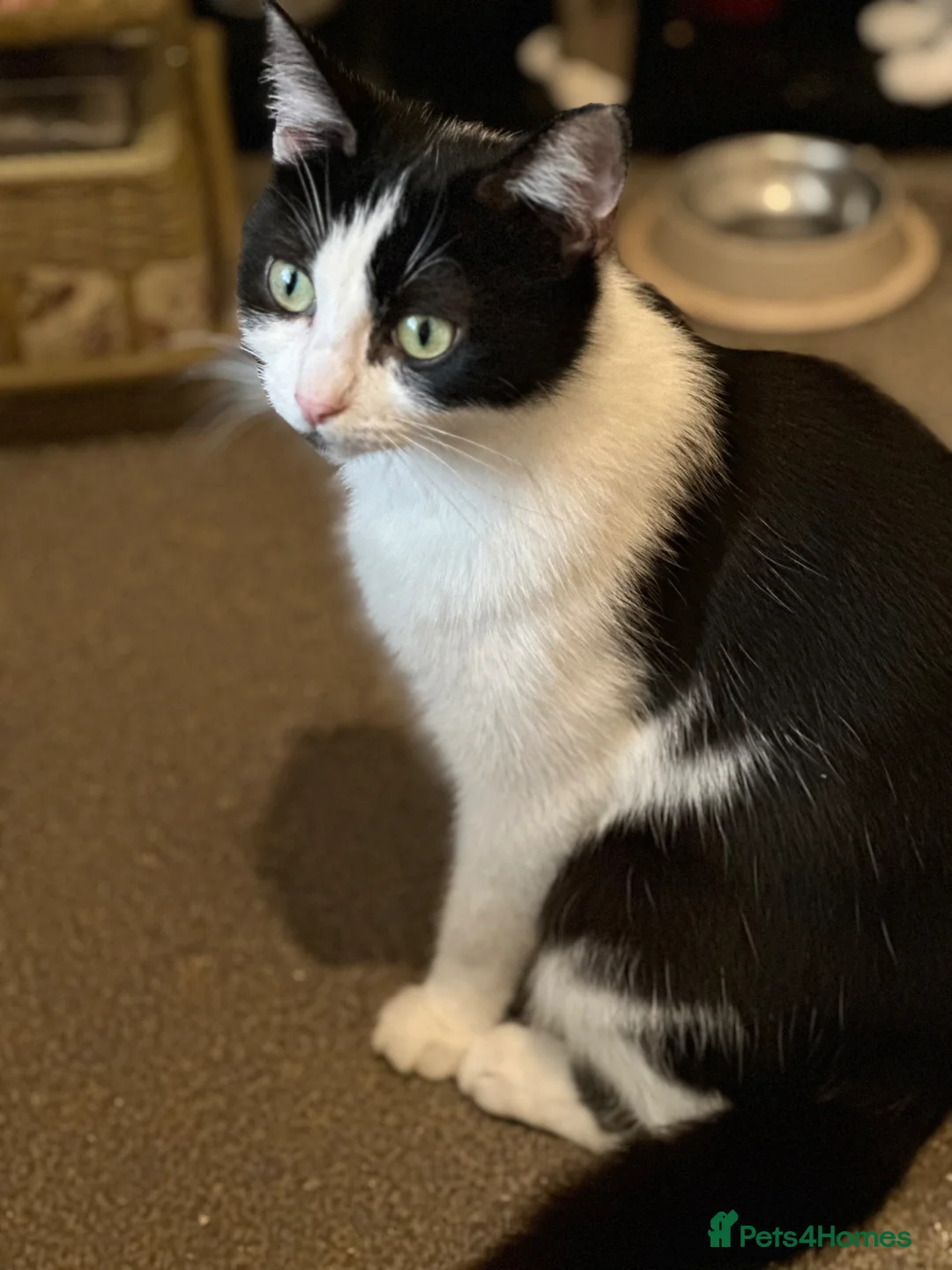 Mixed Breed cats for sale: Black and white male kitten  - Advert 3