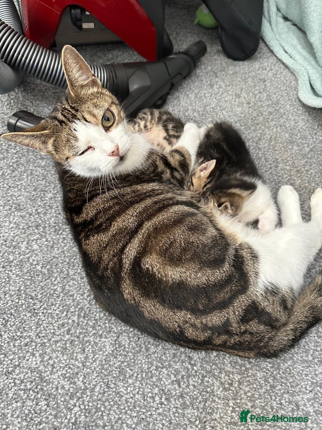 Domestic Shorthair cats for sale: beautiful tabby and black and white kittens - Image 22