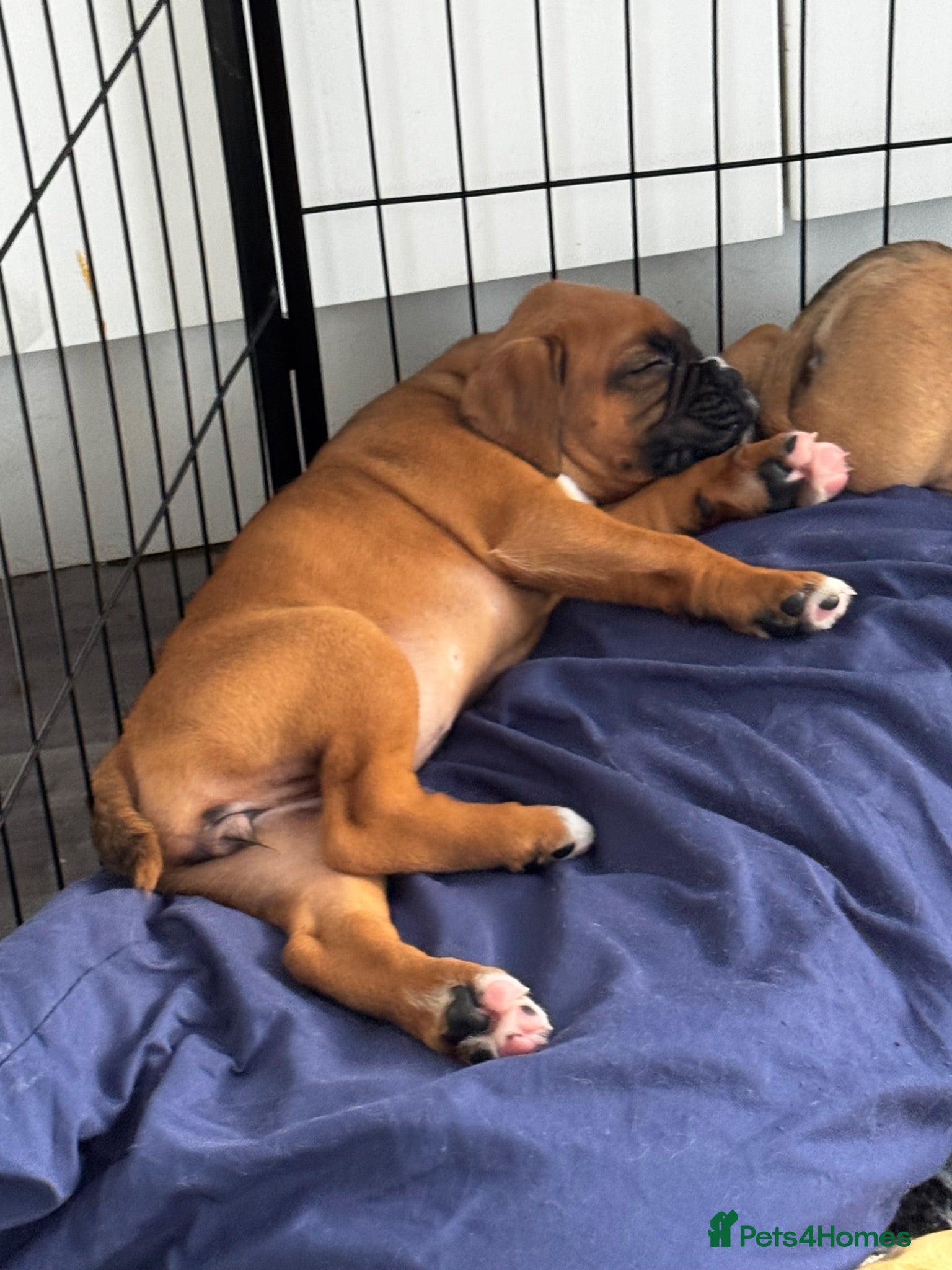 Boxer dogs charthaihen boxers - Advert 16