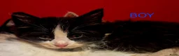Mixed Breed cats for sale: British blue x Maine coon x domestic short hair  - Advert 15