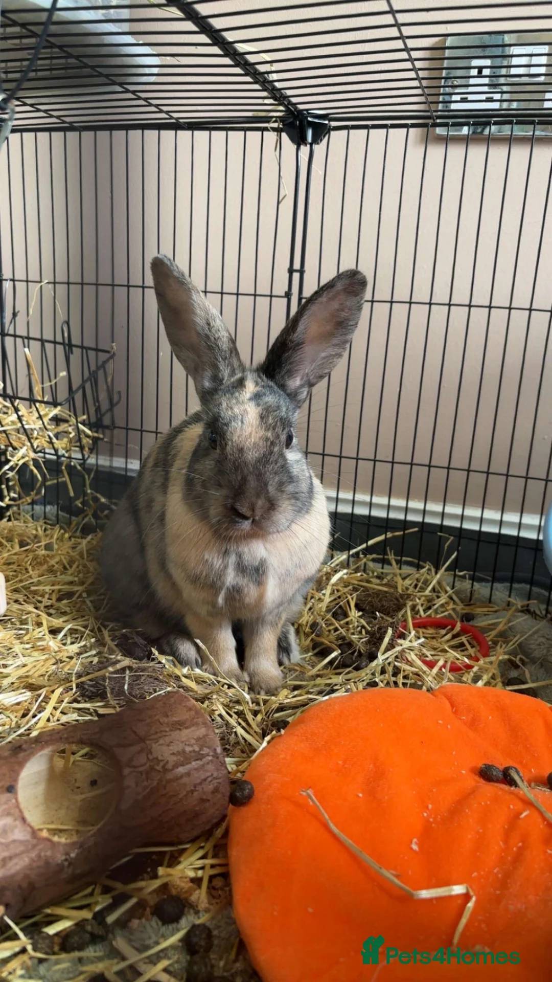 Mixed Breed rabbits for sale: harlequin + mini rex  - Advert 2