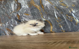 Ragdoll cats for sale: GCCF Registered Ragdoll Blue Point . Ready to go  - Image 8