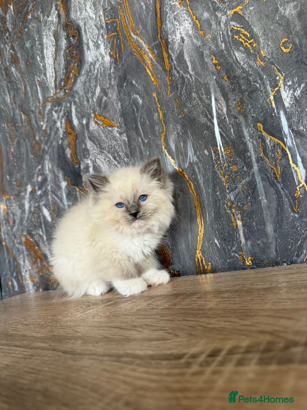 Ragdoll cats for sale: GCCF Registered Ragdoll Blue Point . Ready to go  - Image 8