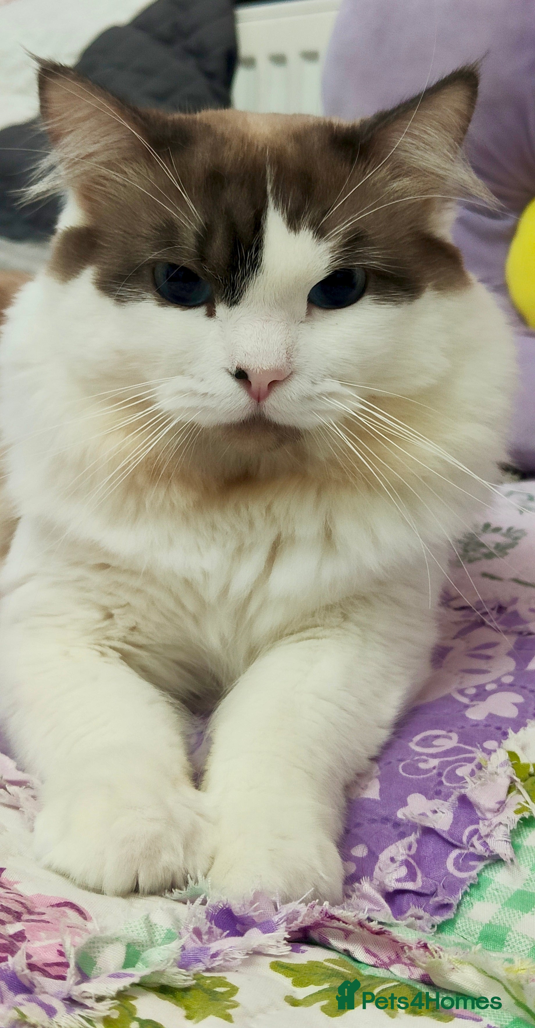 Ragdoll cats Ragdoll for Stud - Advert 13