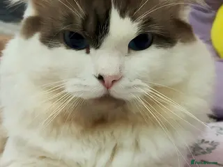 Ragdoll cats Ragdoll for Stud - Advert 13