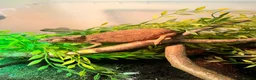 Chameleon reptiles for sale: Ambilobe Panther Chameleons  - Advert 7