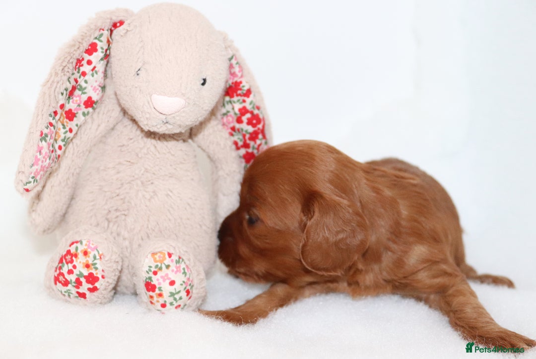 Cavapoo dogs for sale: Welcome to Cotswold Cavapoos - Advert 18