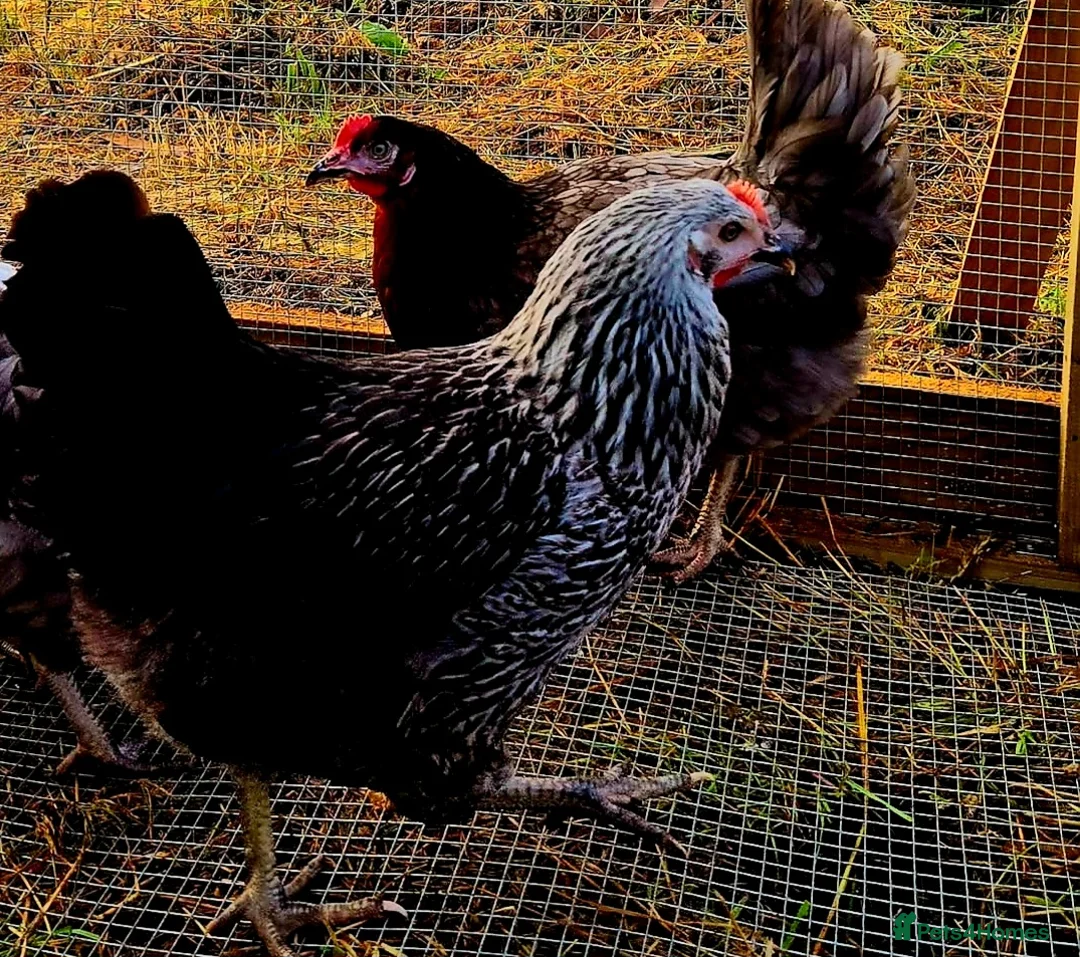 Chickens poultry for sale: Chickens for Sale  in Salisbury - Advert 1