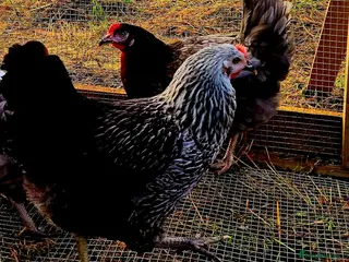 Chickens poultry Chickens for Sale - Advert 1