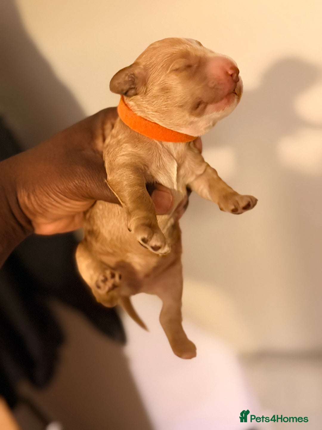 Cockapoo dogs for sale: Adorable Puppies Looking for Their Forever Homes! - Advert 10