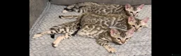 Bengal cats for sale: BENGAL 🔥 KITTENS TICA REGISTERED  - Advert 9