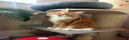 Maine Coon cats for sale: BEAUTIFUL BOY MAINE COON AVAILABLE  - Advert 9