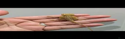 Bearded Dragon reptiles for sale: Stunning baby bearded dragons ( read advert) - Advert 9