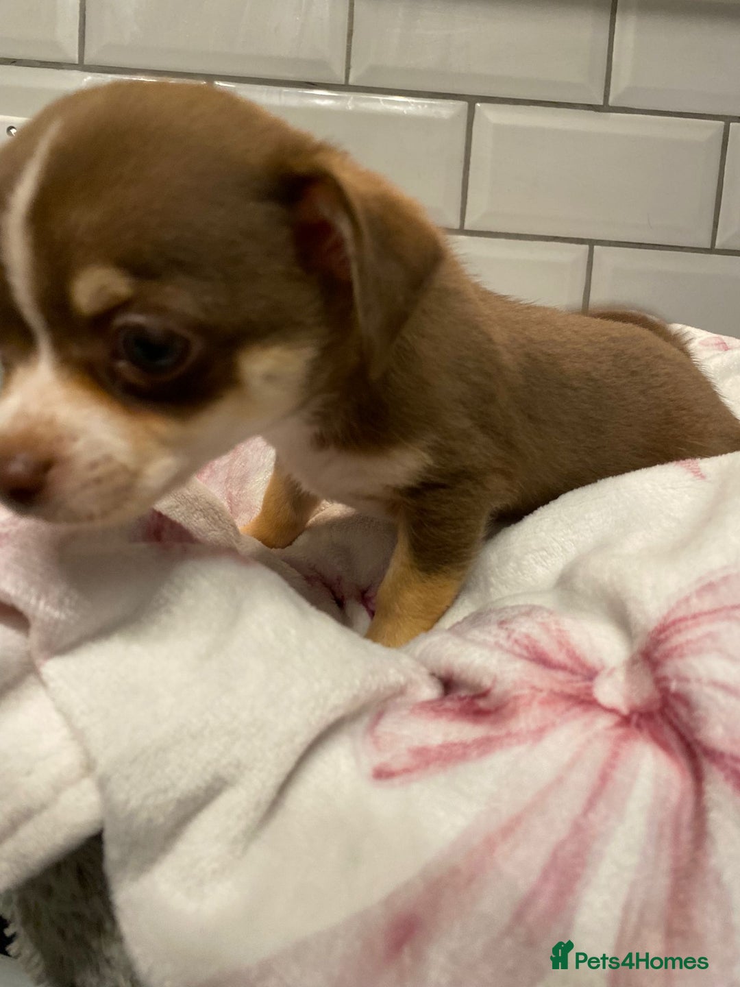 Chihuahua dogs for sale: Chihuahua puppies for sale  - Image 12