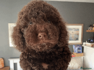 Cockapoo dogs F1b Toy Cockapoo puppy - Advert 2