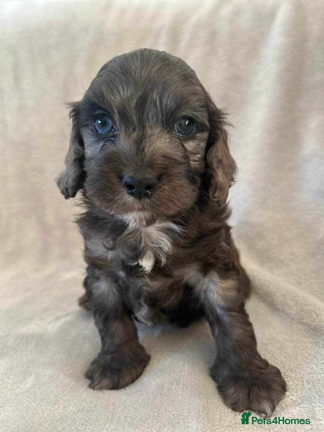 Cockapoo dogs for sale: Cockapoo puppies  - Advert 37