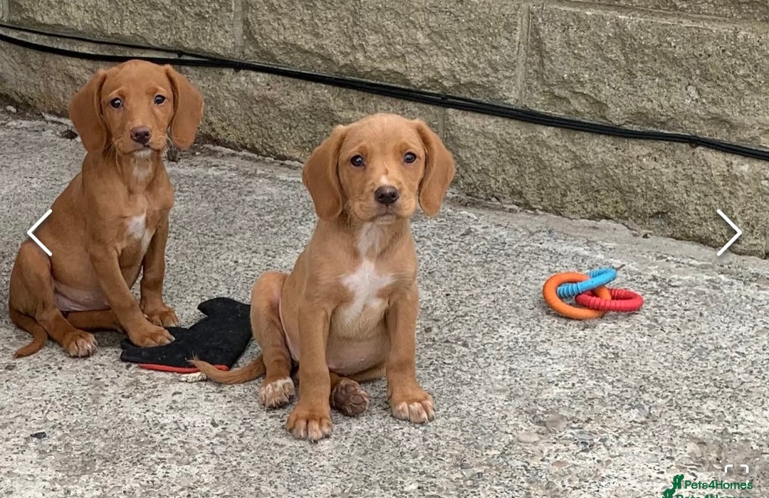 Cockerdor dogs for sale: Fox red Cockerdor pups - Advert 8