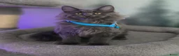Maine Coon cats for sale: Gorgeous Maine coon kittens  - Advert 11