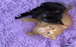 Maine Coon cats for sale: Kittens Half Maincoone  - Image 4