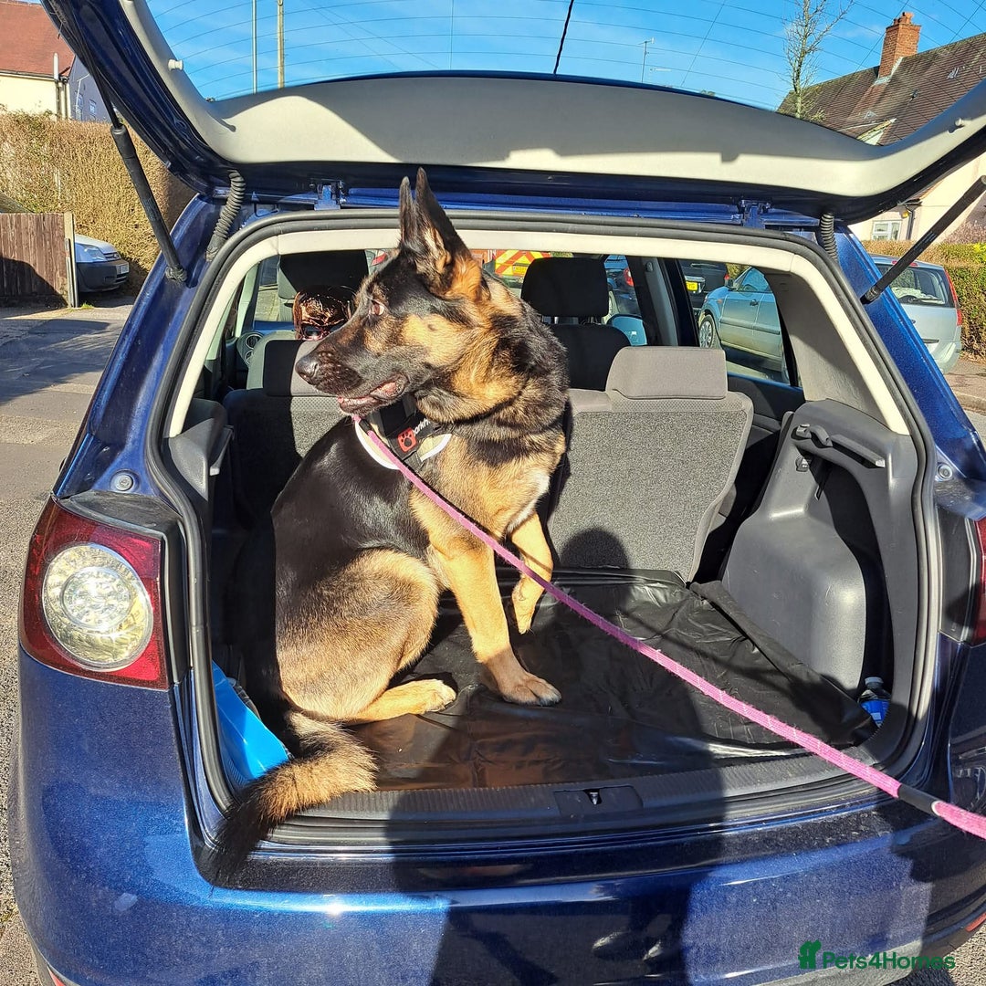 German Shepherd dogs for stud: German Shepherd boy for stud - Advert 13