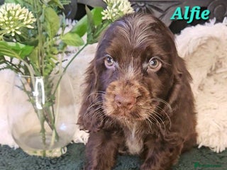 Cocker Spaniel dogs Exceptional Pedigree Show Type English Cockers - Advert 6