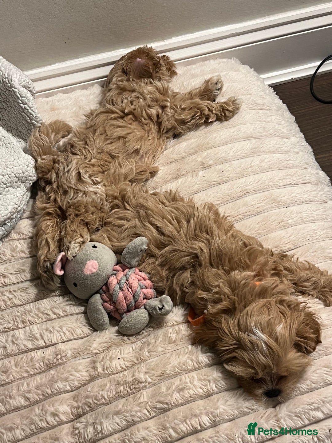 Shihpoo dogs for sale: Shihpoo puppies looking for homes - Advert 10