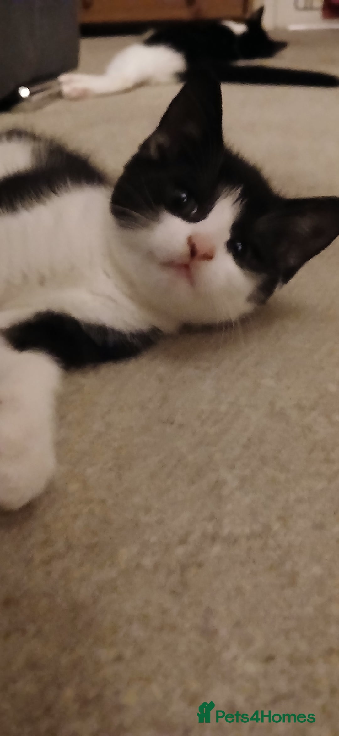 Mixed Breed cats for sale: 2x playful, gorgeous male kitten's for sale  - Image 5