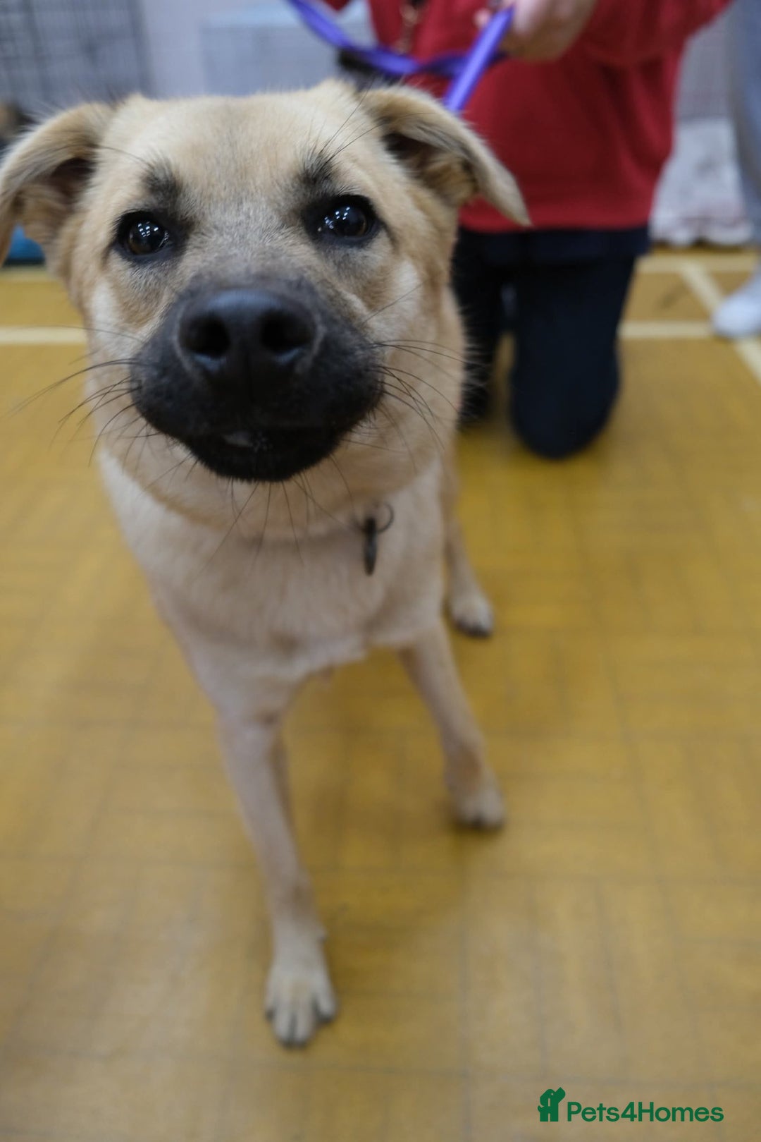 Mixed Breed dogs for adoption: Luanna - Norwich Norfolk  - Image 11
