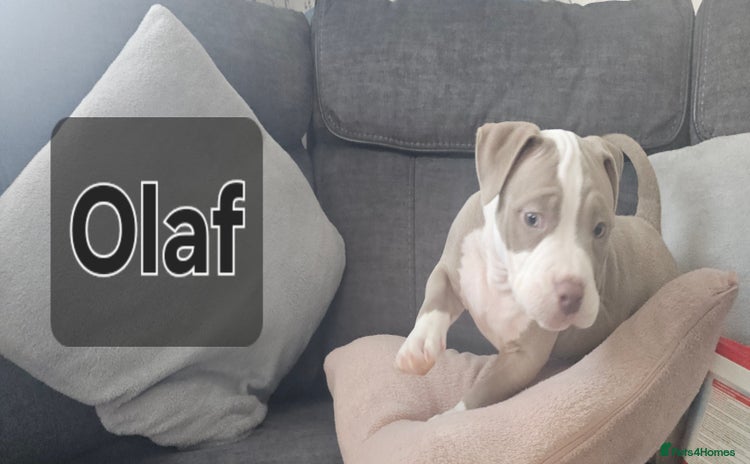 American Bully dogs - Advert 9