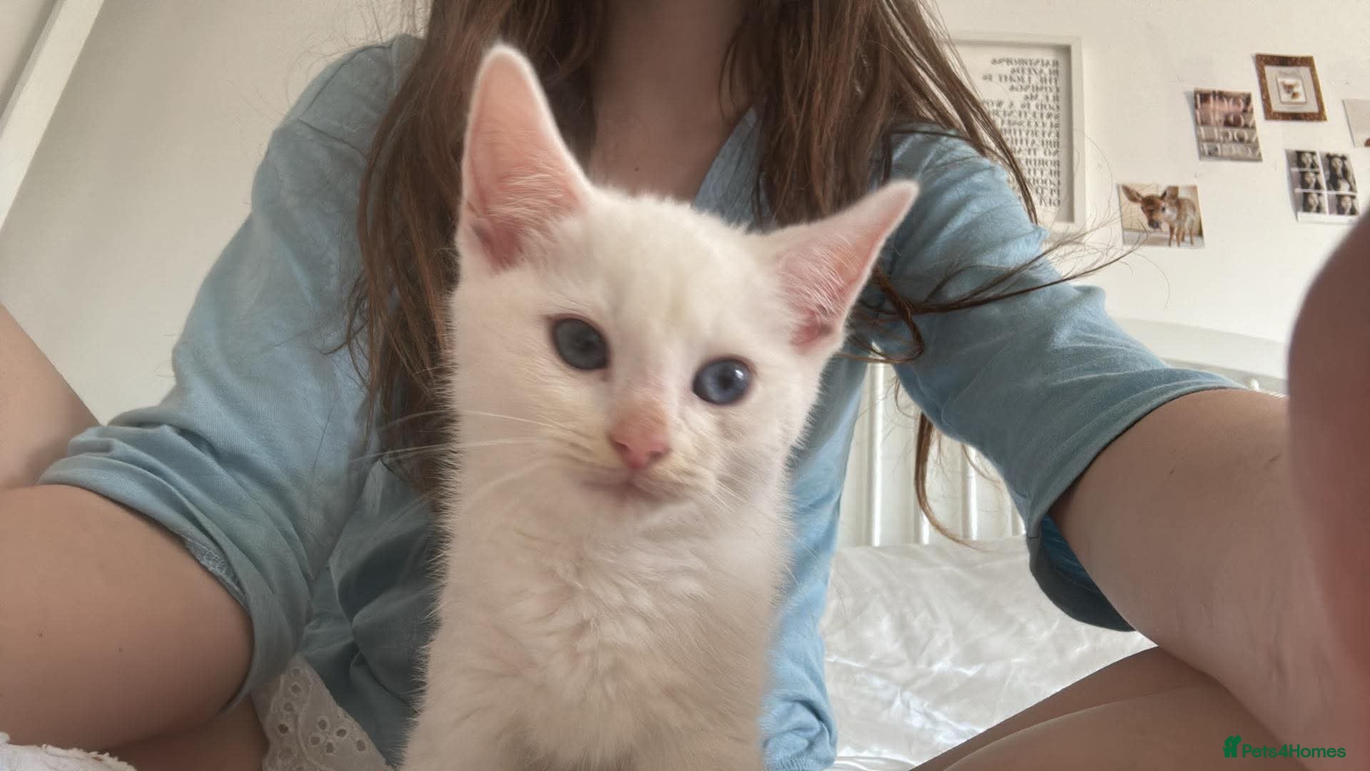 Mixed Breed cats Ragdoll x White Russian Kitten Male 9 weeks  - Advert 3