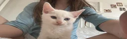 Mixed Breed cats for sale: Ragdoll x White Russian Kitten Male 9 weeks  - Advert 1