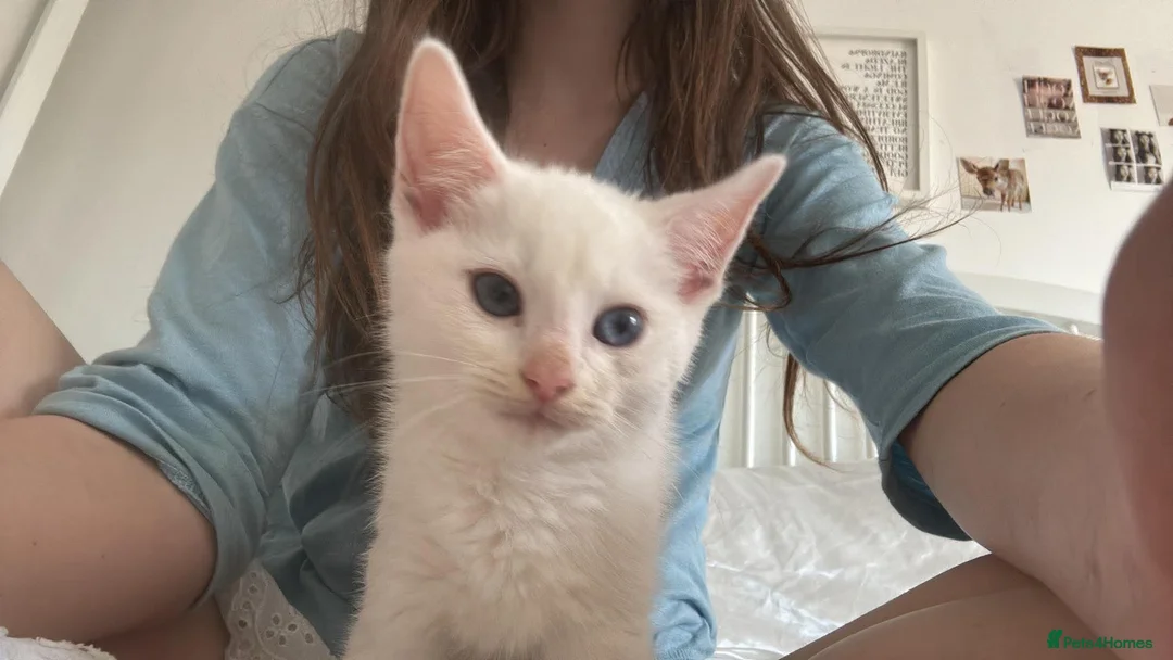 Mixed Breed cats for sale: Ragdoll x White Russian Kitten Male 9 weeks  - Advert 1
