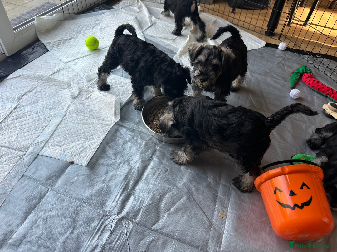 Miniature Schnauzer dogs for sale: Miniature Schnauzers - Advert 6
