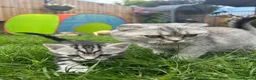 Mixed Breed cats for sale: 6 Beautiful Kittens - Advert 34