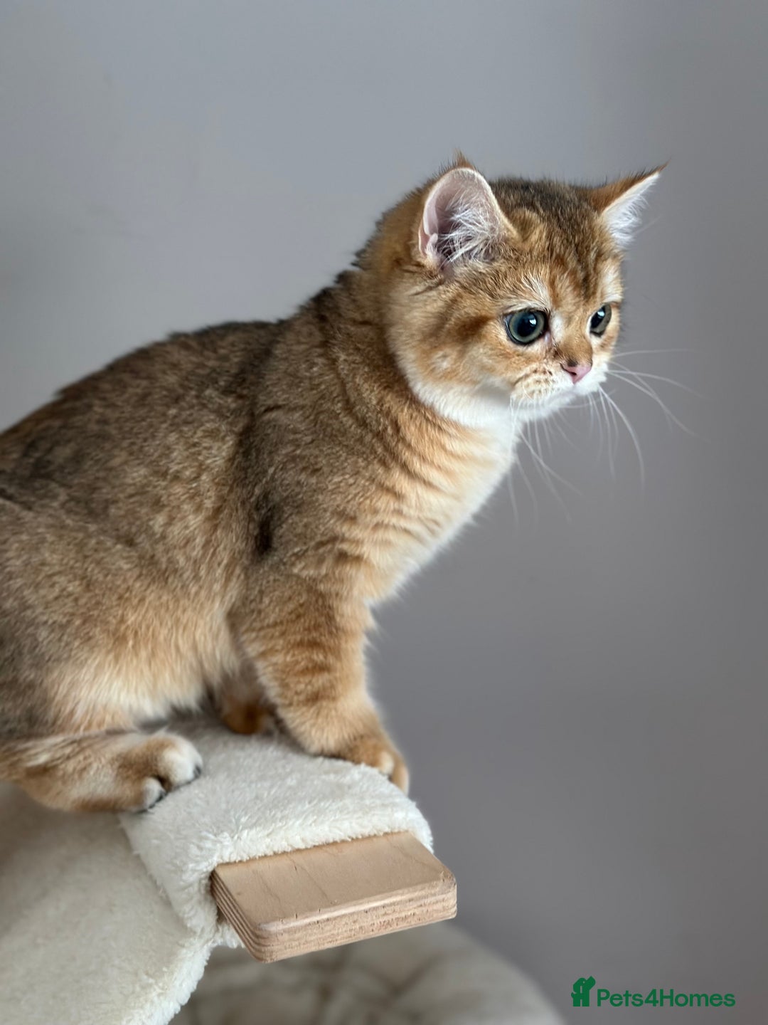 British Shorthair cats for sale: BSH golden kittens - Image 13