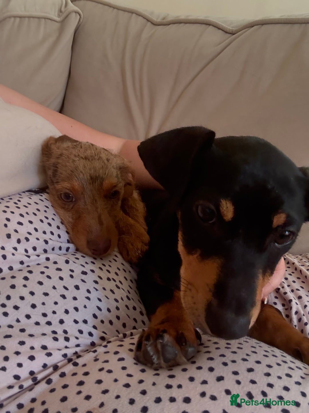 Dachshund dogs for sale: 2 lovely pups looking for a forever home asap - Image 9