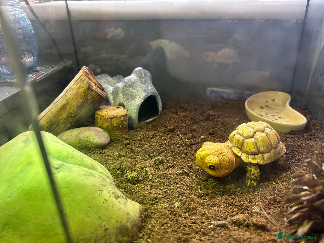 Leopard Gecko reptiles for sale: Leopard Gecko and full set up for sale  - Image 4