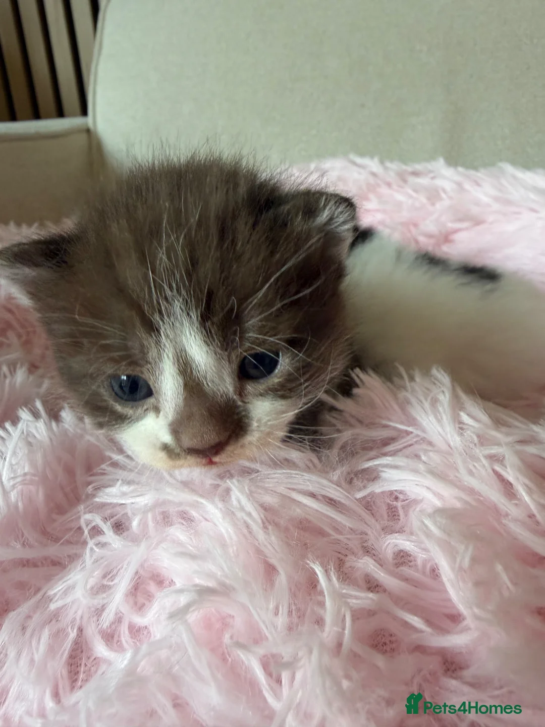 Mixed Breed cats for sale: Beautiful Teddy bear Devon Rex Cross - Advert 2
