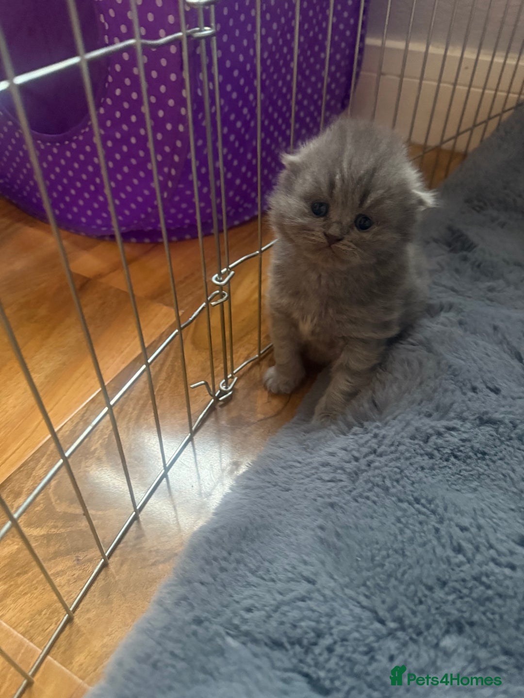 Scottish Fold cats for sale: Scottish fold kittens  - Advert 28