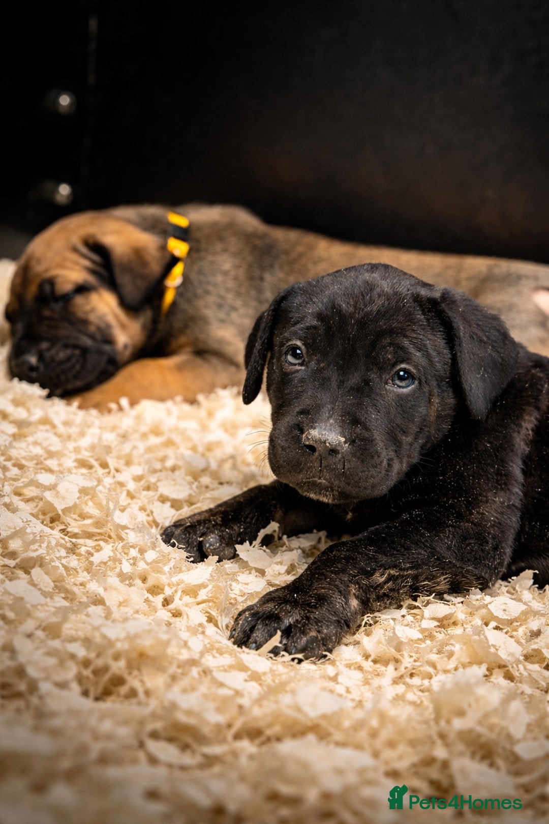 Presa Canario dogs for sale: Working Line Presa Canario Puppies - Advert 1